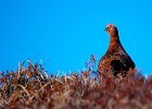 Red Grouse - Marcus Offinger (Beginners).JPG